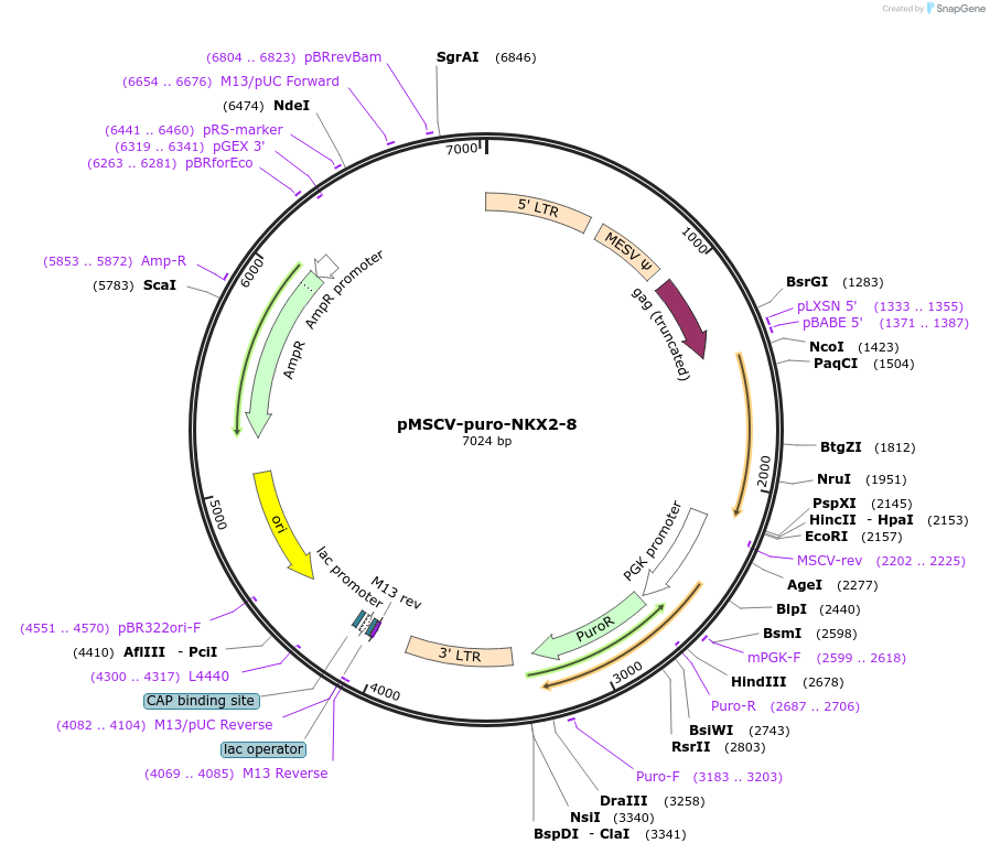 75080-plasmid-map-sequence-id-146098