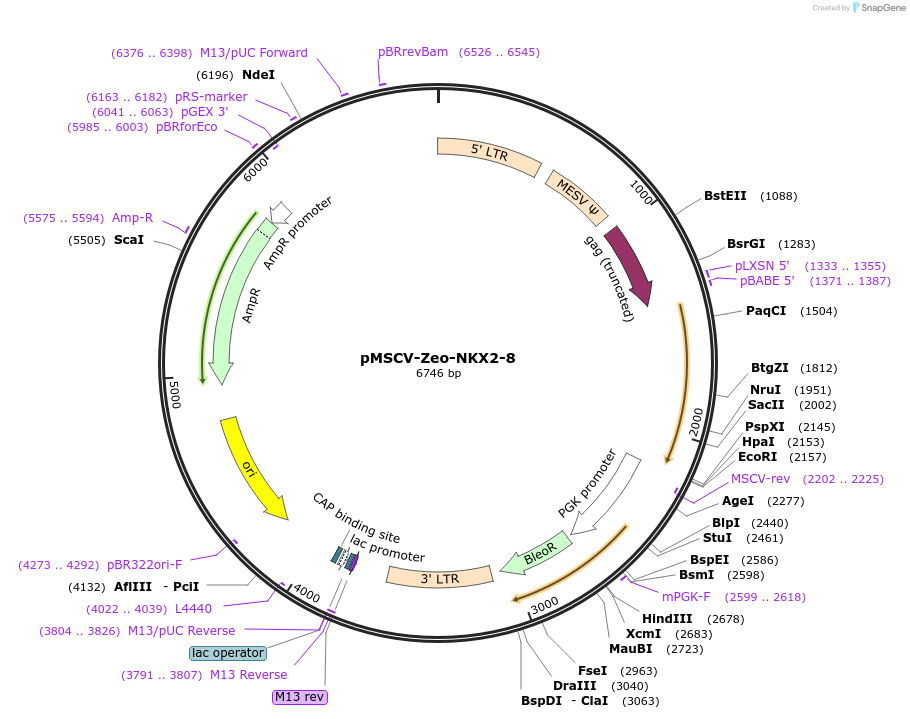 75090-plasmid-map-sequence-id-146101