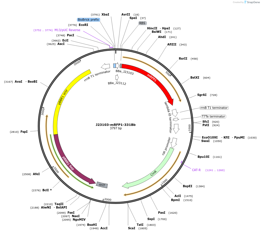 78273-plasmid-map-sequence-id-146149