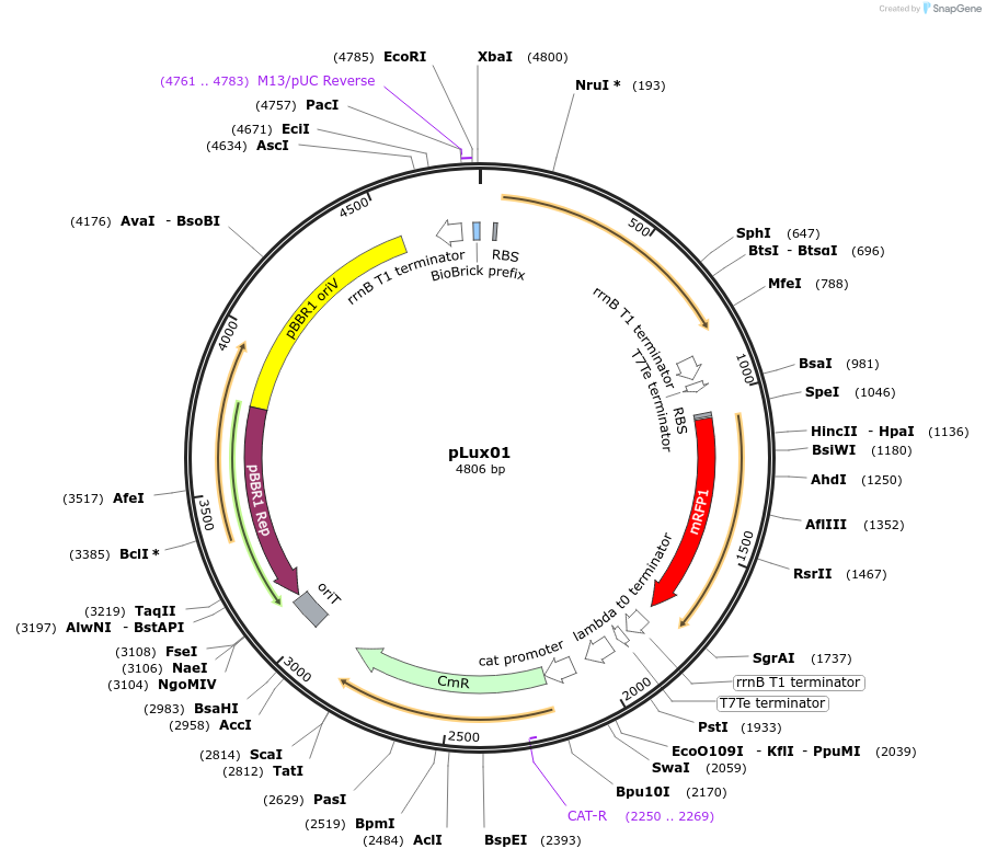 78281-plasmid-map-sequence-id-146157