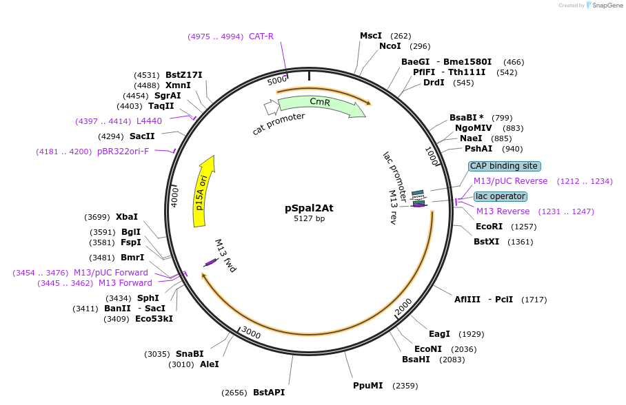 78286-plasmid-map-sequence-id-146159