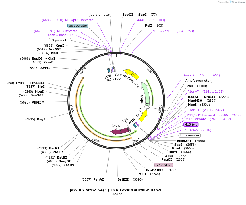 78306-plasmid-map-sequence-id-146180