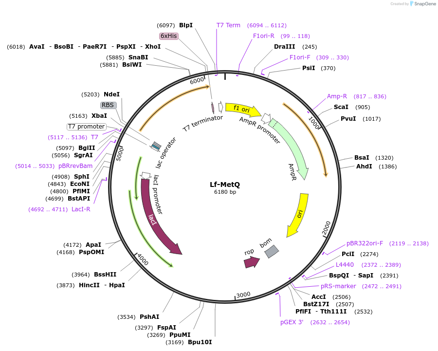78305-plasmid-map-sequence-id-146181