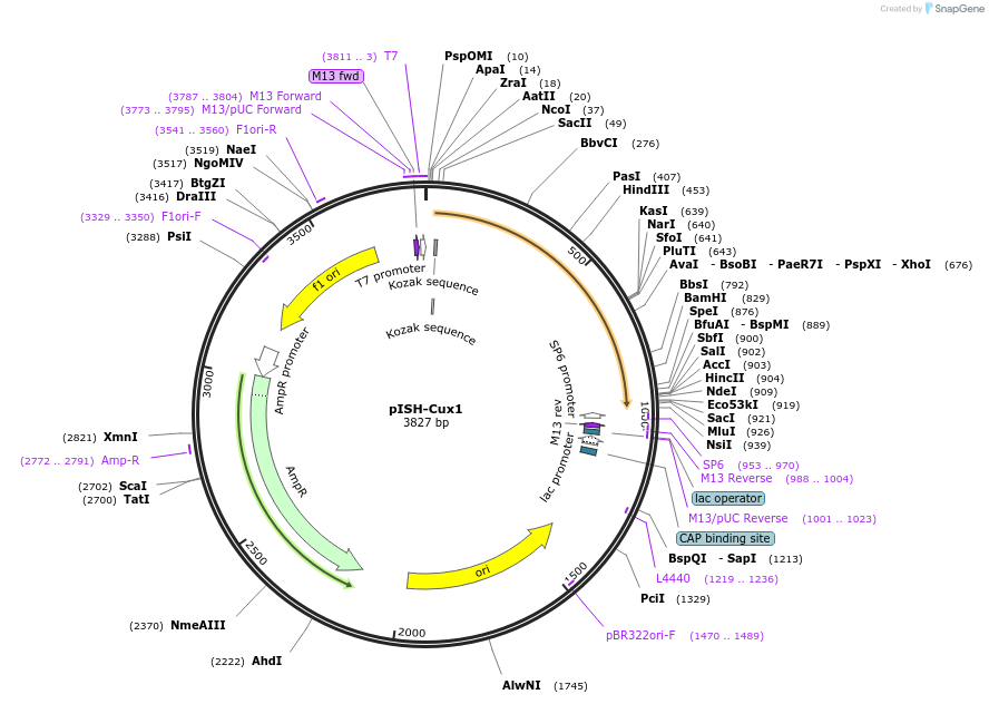 74341-plasmid-map-sequence-id-146198