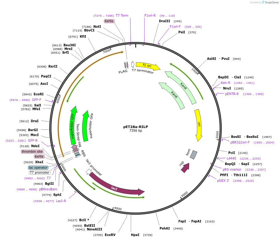 74600-plasmid-map-sequence-id-146232