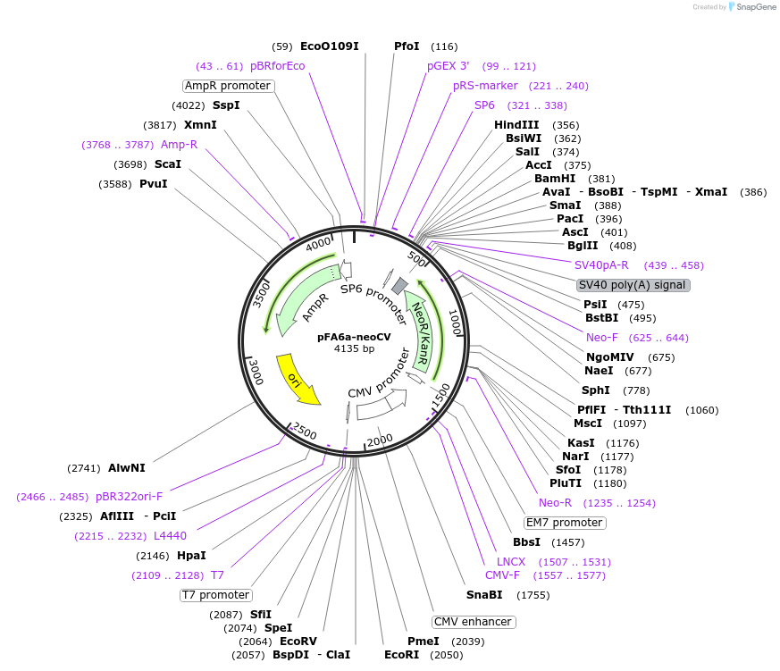 73889-plasmid-map-sequence-id-146243