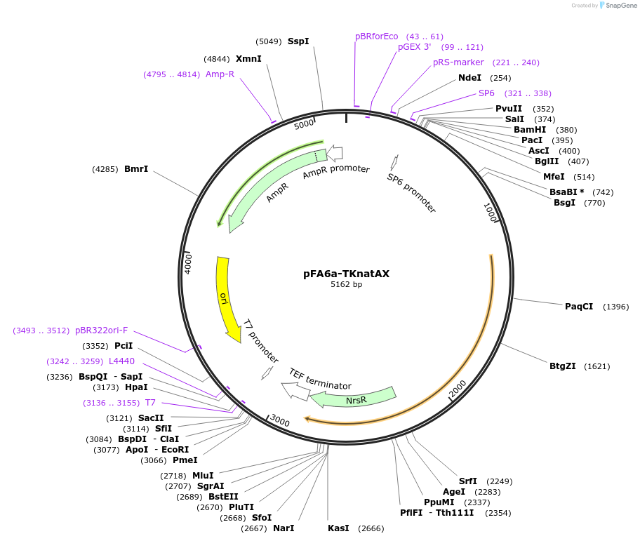 73895-plasmid-map-sequence-id-146249