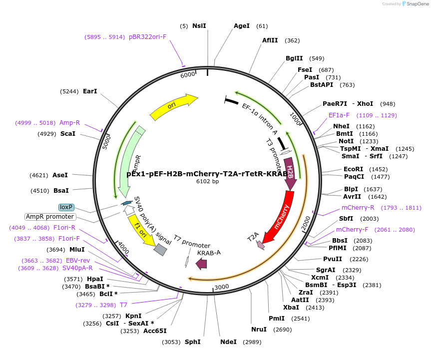 78348-plasmid-map-sequence-id-146273