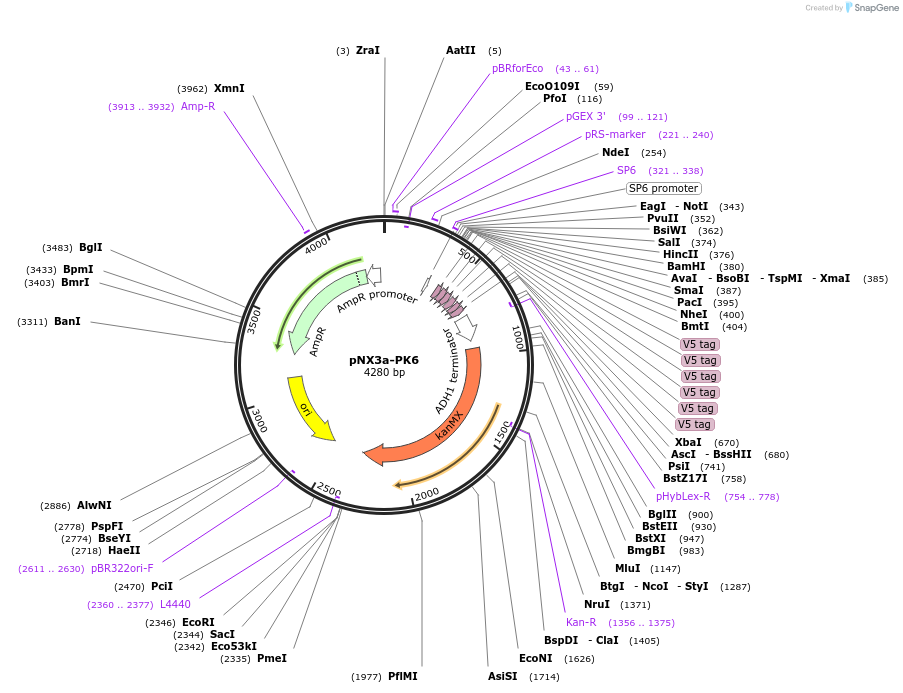 78355-plasmid-map-sequence-id-146277