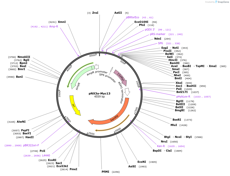 78360-plasmid-map-sequence-id-146282