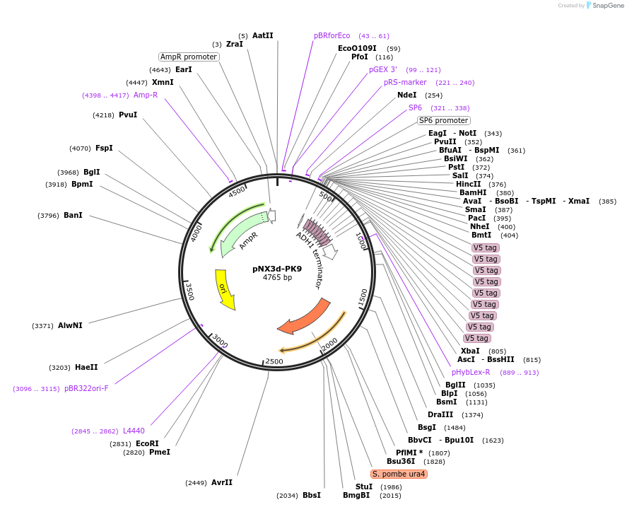 78377-plasmid-map-sequence-id-146300