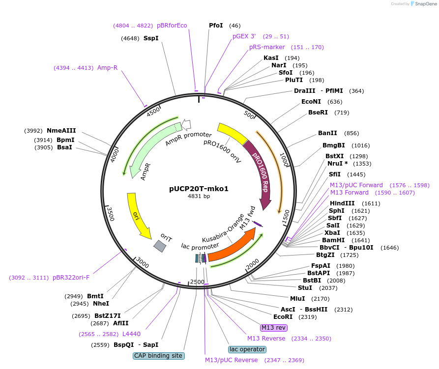 78467-plasmid-map-sequence-id-146320