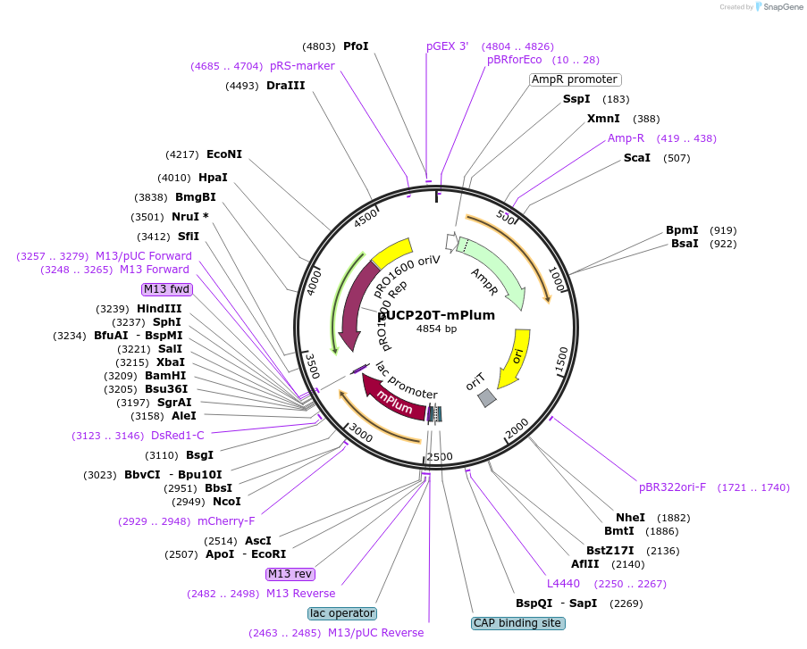 78474-plasmid-map-sequence-id-146335