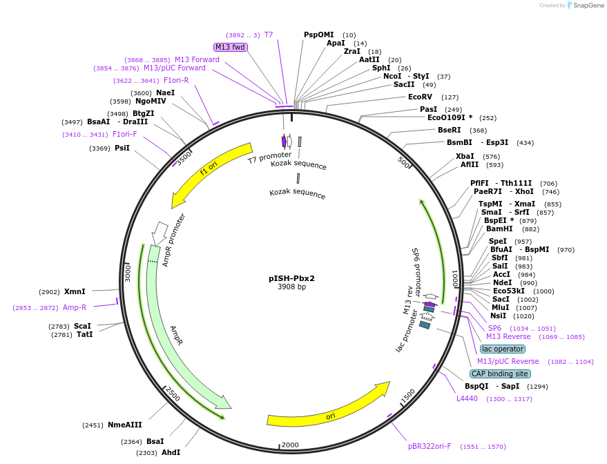 74351-plasmid-map-sequence-id-146368