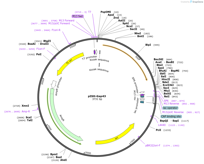 74336-plasmid-map-sequence-id-146369