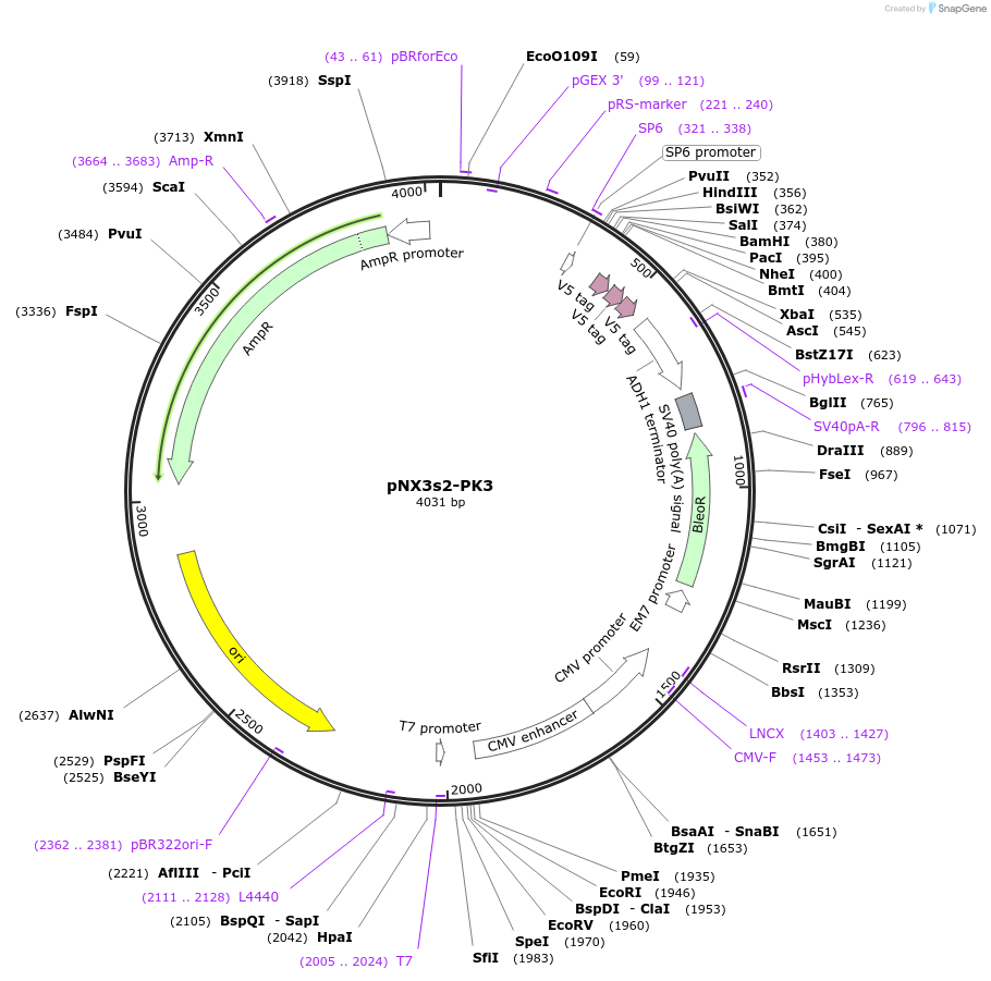 78394-plasmid-map-sequence-id-146371