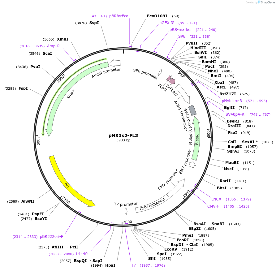 78395-plasmid-map-sequence-id-146373