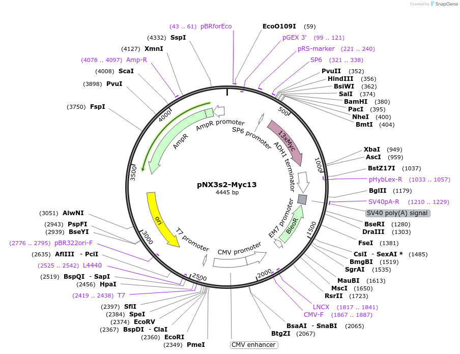 78397-plasmid-map-sequence-id-146375