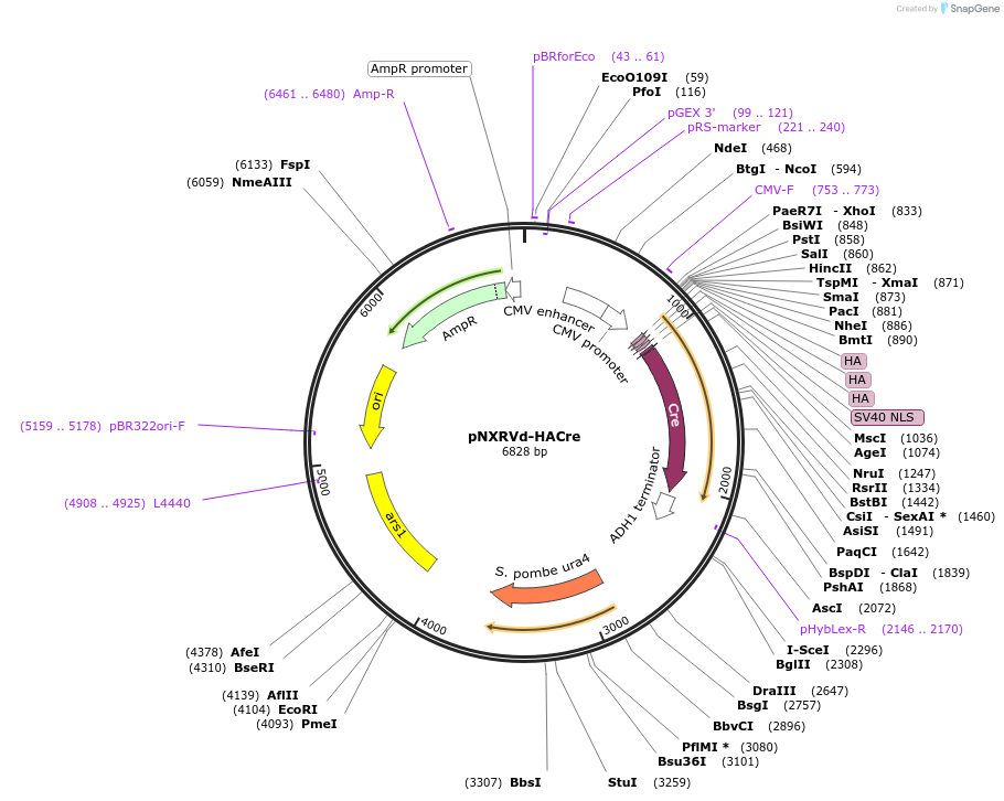 78404-plasmid-map-sequence-id-146384