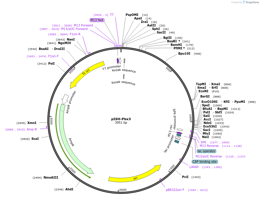 74352-plasmid-map-sequence-id-146402