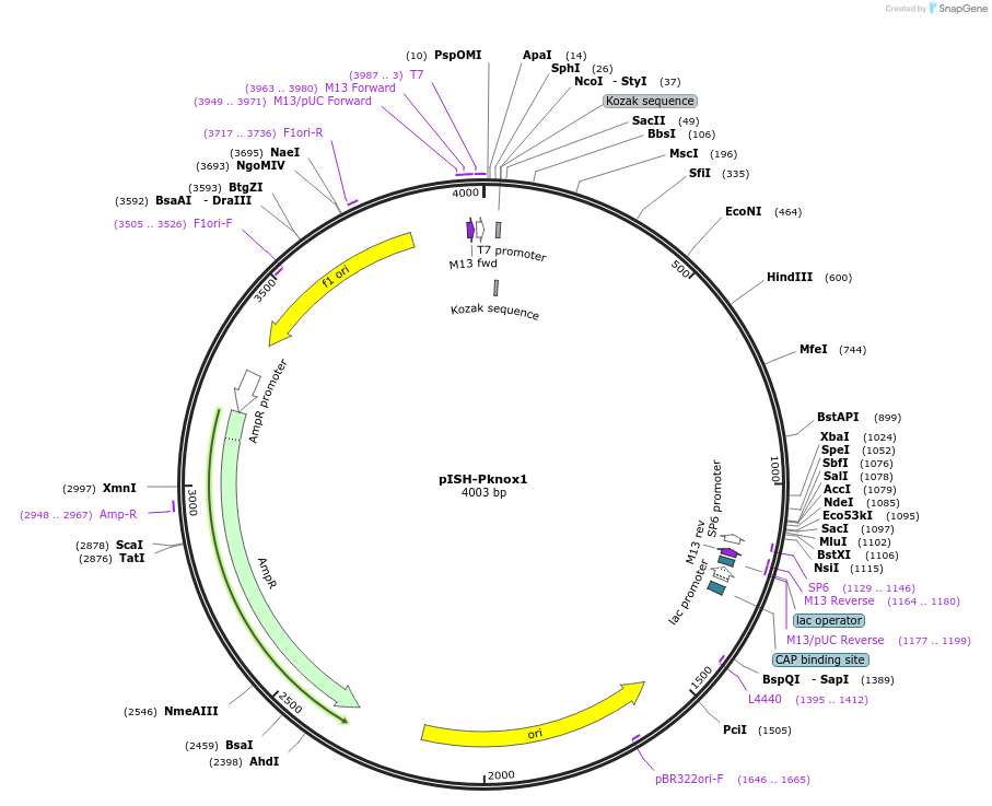 74353-plasmid-map-sequence-id-146407