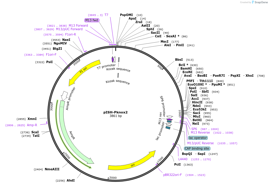 74354-plasmid-map-sequence-id-146410