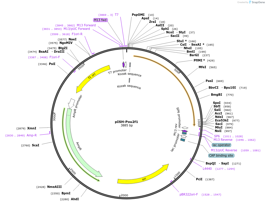 74355-plasmid-map-sequence-id-146411