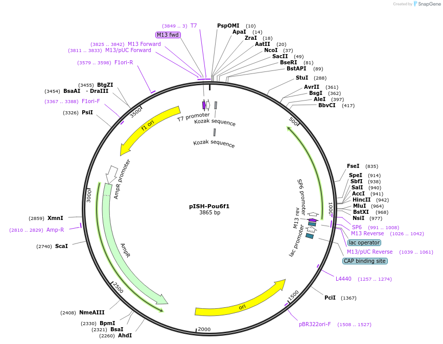 74356-plasmid-map-sequence-id-146413