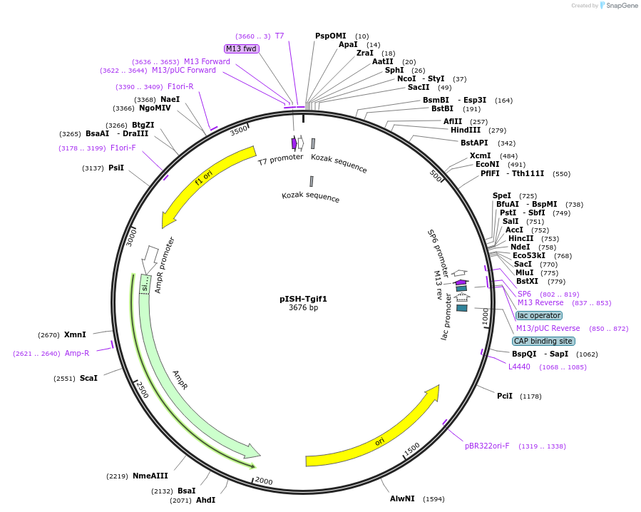 74359-plasmid-map-sequence-id-146419