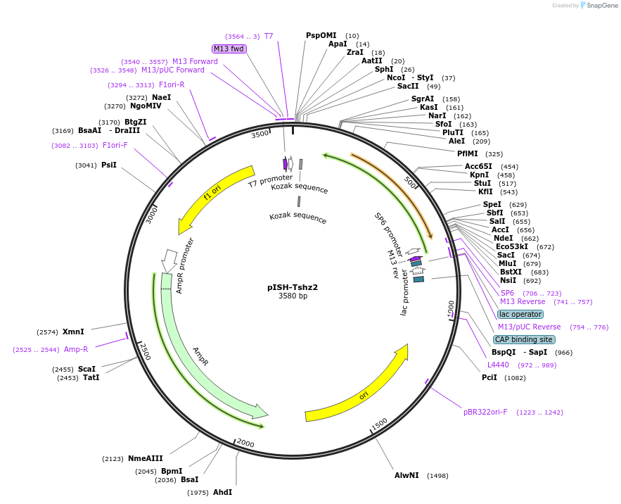 74361-plasmid-map-sequence-id-146424