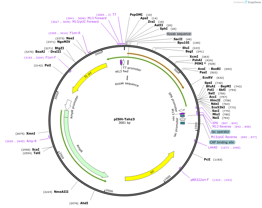 74362-plasmid-map-sequence-id-146428