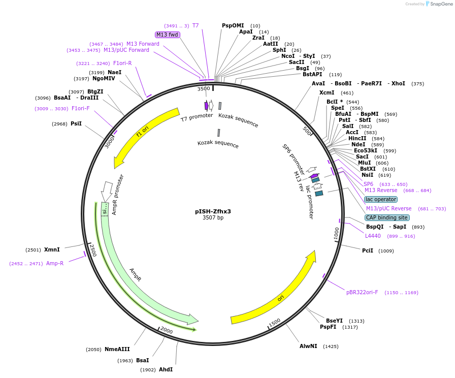 74363-plasmid-map-sequence-id-146430