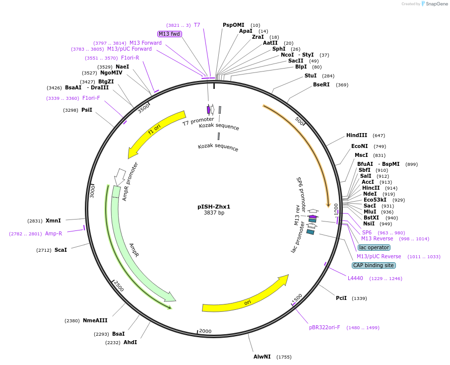 74364-plasmid-map-sequence-id-146431