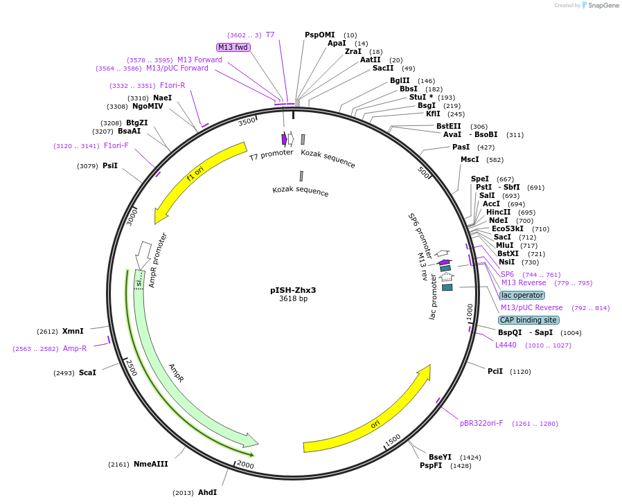 74366-plasmid-map-sequence-id-146433