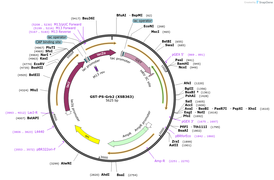 78505-plasmid-map-sequence-id-146459