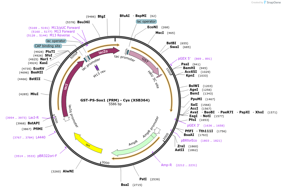 78506-plasmid-map-sequence-id-146460