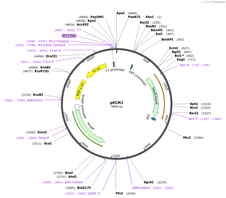 75445-plasmid-map-sequence-id-146473