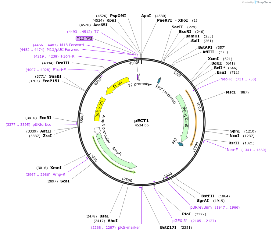 75446-plasmid-map-sequence-id-146474