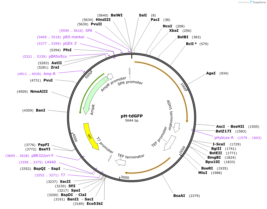 74322-plasmid-map-sequence-id-146502