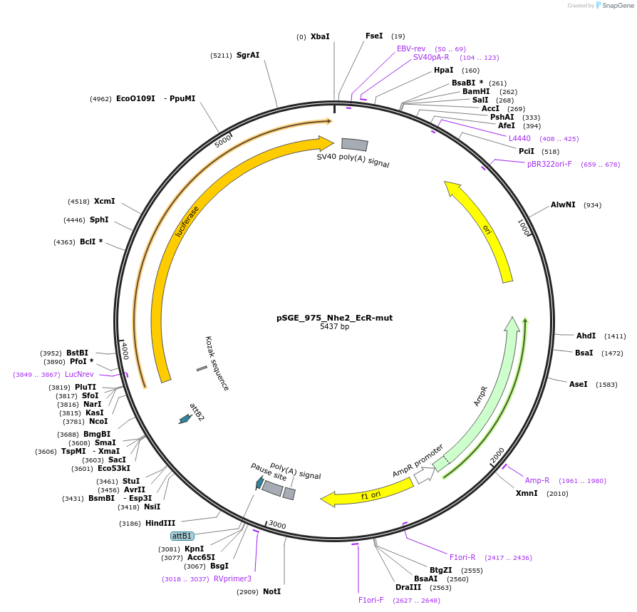 71179-plasmid-map-sequence-id-146510