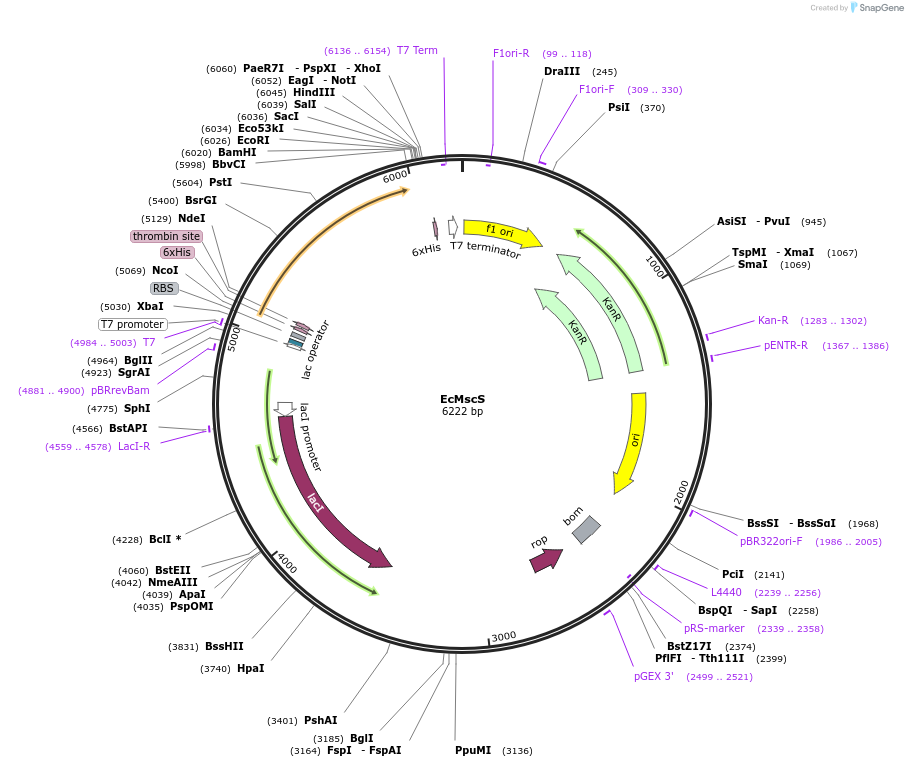 78555-plasmid-map-sequence-id-146547