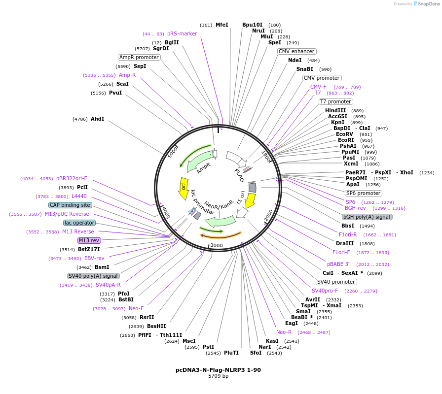 75137-plasmid-map-sequence-id-146569