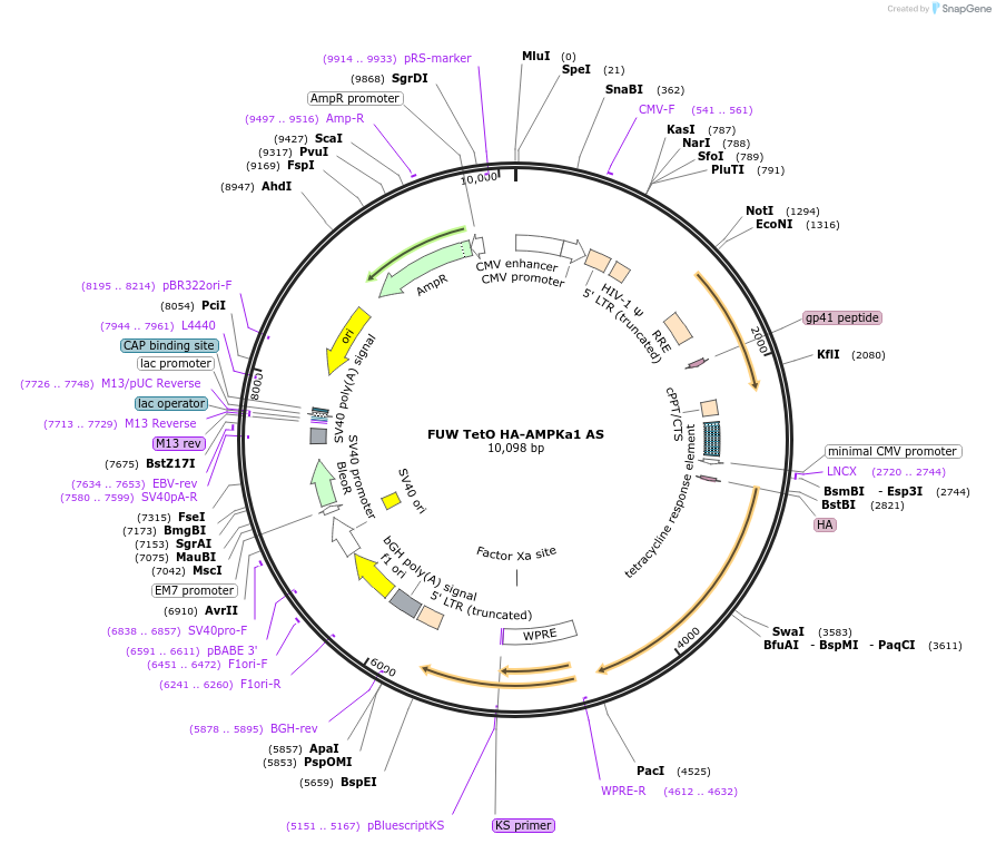 69825-plasmid-map-sequence-id-146692