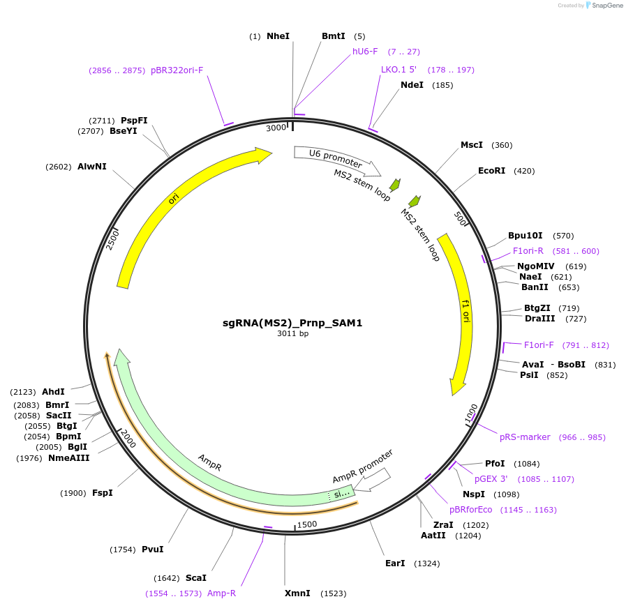 78624-plasmid-map-sequence-id-146702