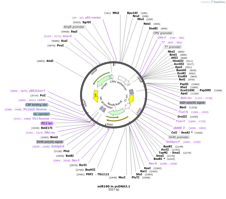78122-plasmid-map-sequence-id-146846