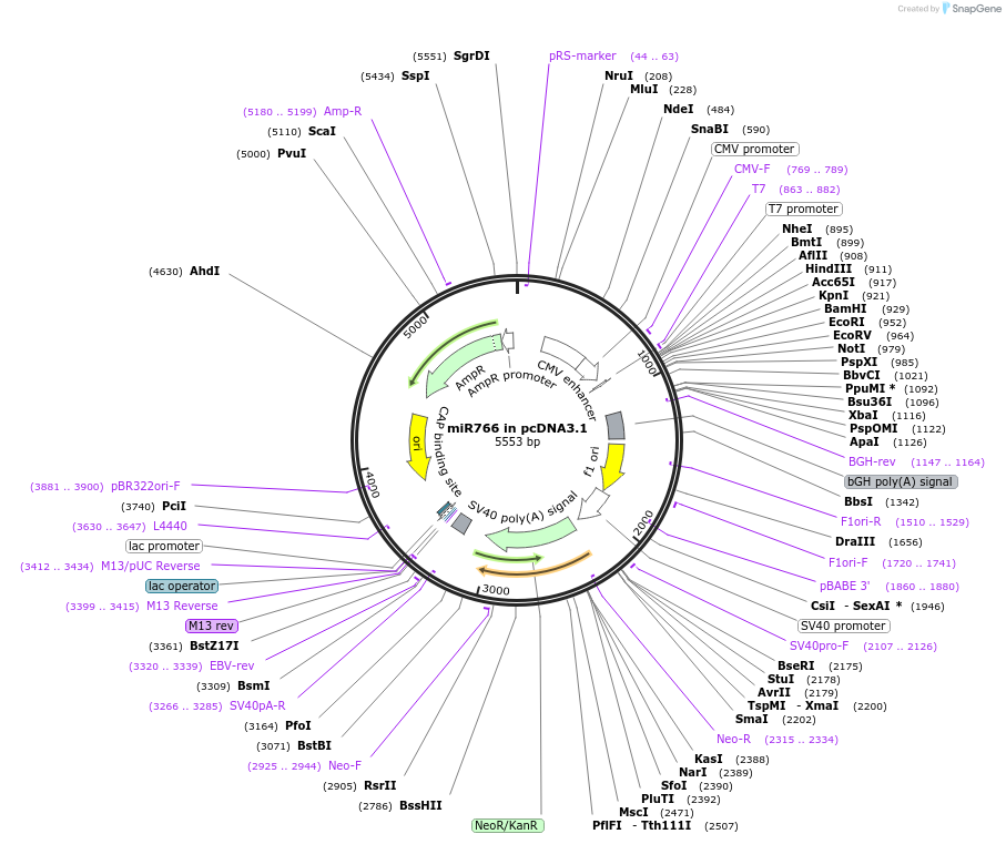 78124-plasmid-map-sequence-id-146853
