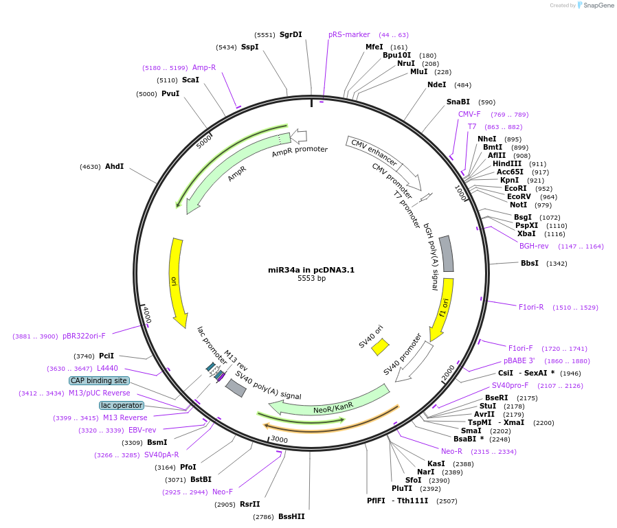 78125-plasmid-map-sequence-id-146857