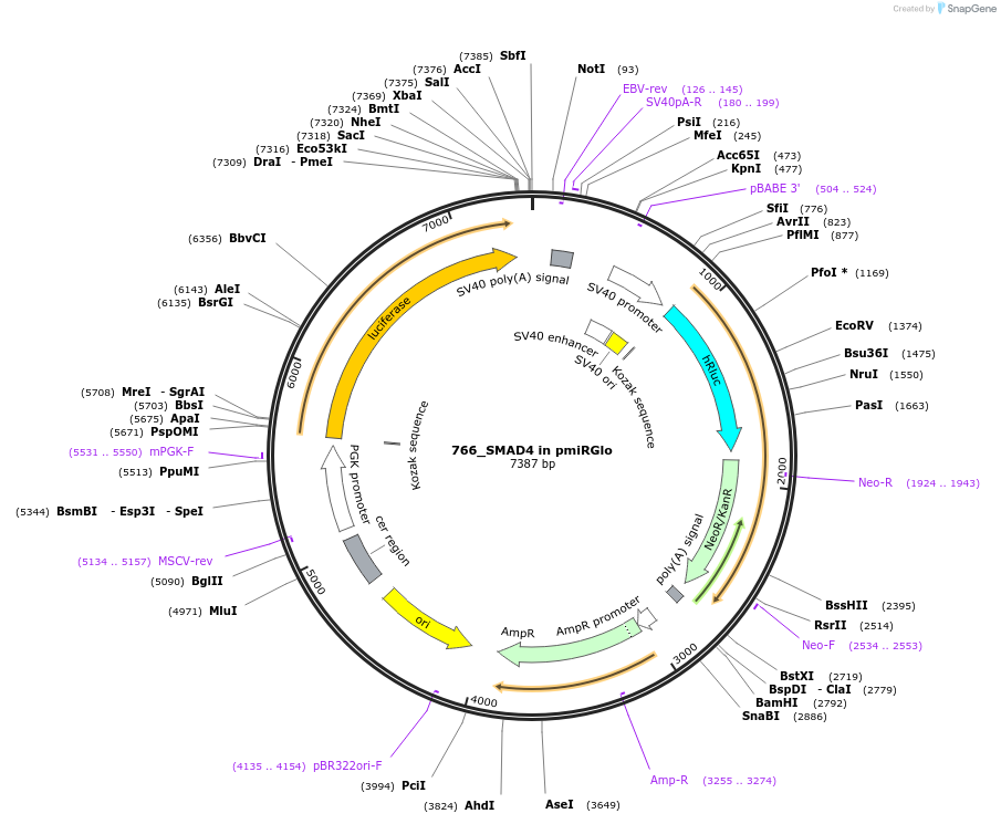 78130-plasmid-map-sequence-id-146876
