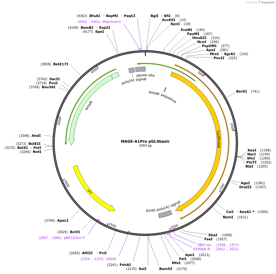 78136-plasmid-map-sequence-id-146958