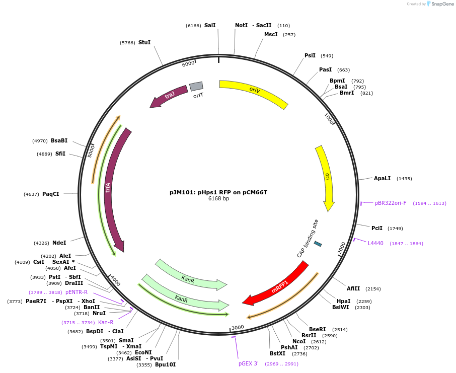 74740-plasmid-map-sequence-id-146986